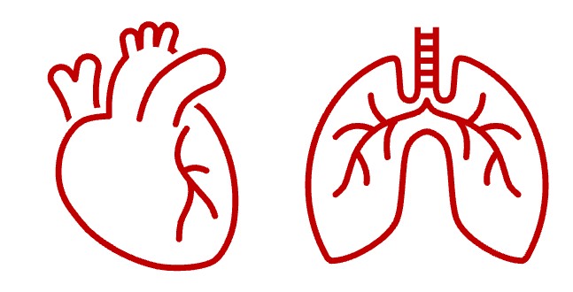 corazon y respiracion